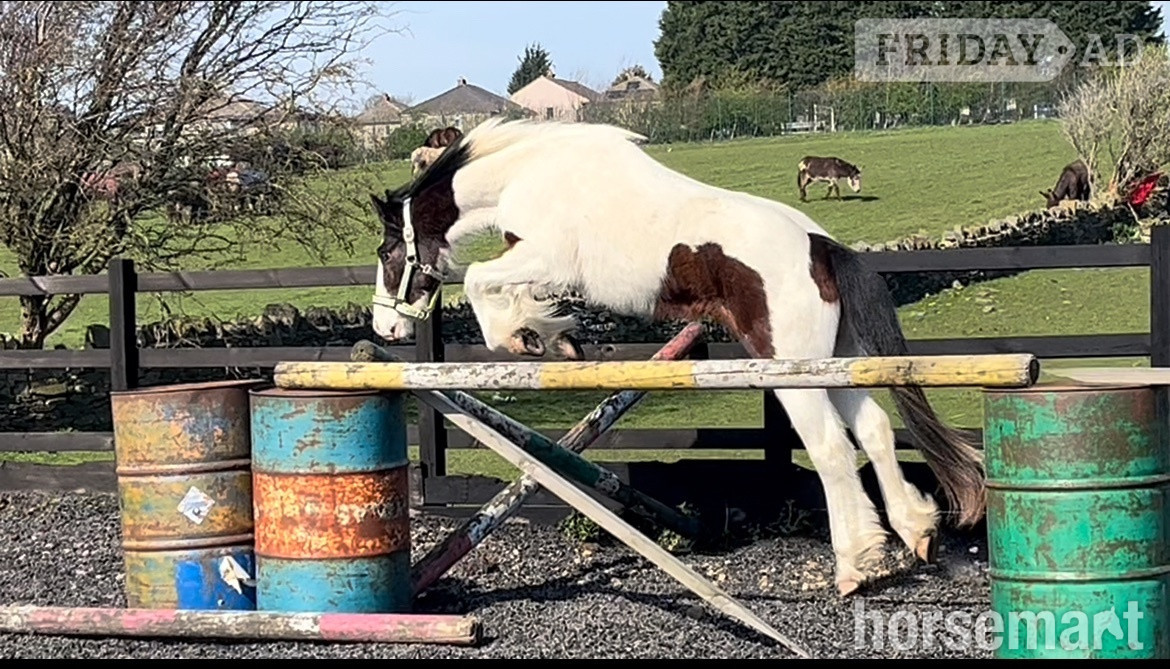 "3 Year old Irish Draught Superb Jumping Potential " Skewbald Gelding Cob/Heavy Horse