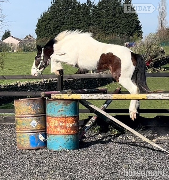 Leeds "3 Year old Irish Draught Superb Jumping Potential " Skewbald Gelding Cob/Heavy Horse