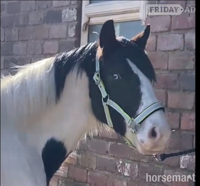 "3 Year old Irish Draught Superb Jumping Potential " Skewbald Gelding Cob/Heavy Horse in Leeds