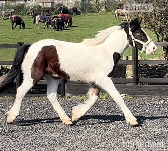 "3 Year old Irish Draught Superb Jumping Potential " Skewbald Gelding Cob/Heavy Horse - Horses in Leeds