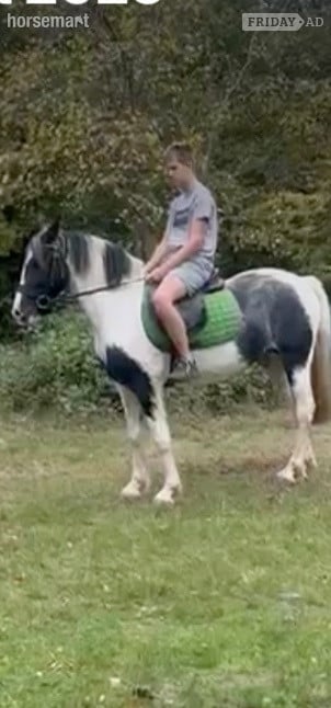 "Trixies Boxer " Piebald Gelding Driving Horse in Wickford