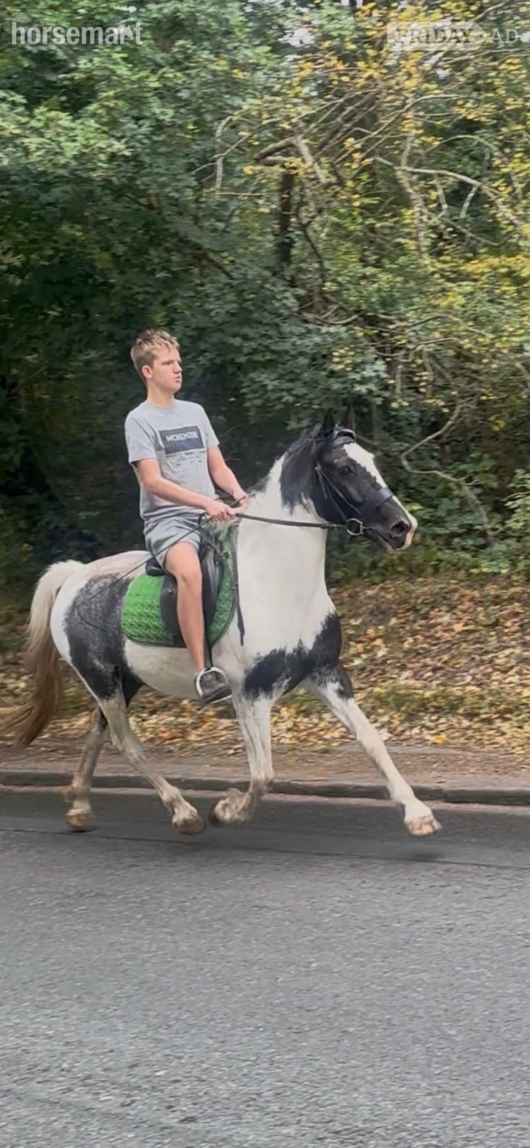 "Trixies Boxer " Piebald Gelding Driving Horse