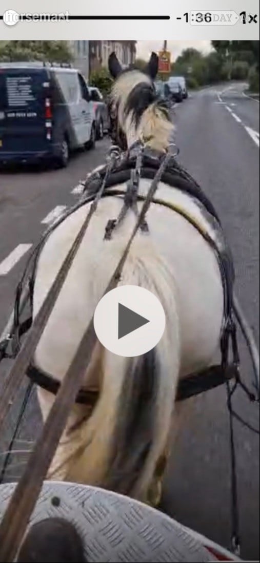 Wickford "Trixies Boxer " Piebald Gelding Driving Horse