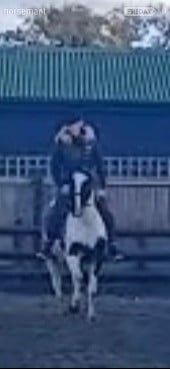 "Trixies Boxer " Piebald Gelding Driving Horse - Horses in Wickford