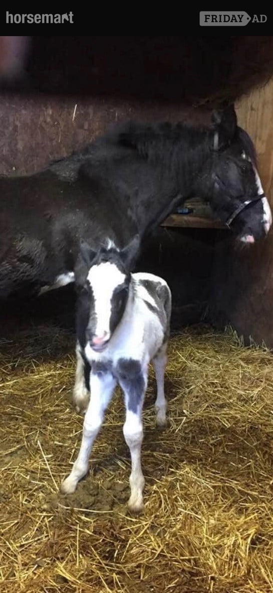 "Trixies Boxer " Piebald Gelding Driving Horse - Horses