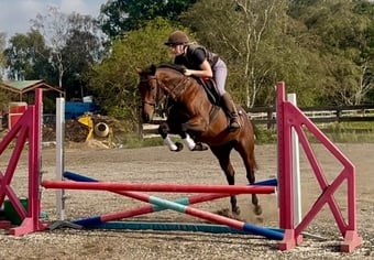 "Candy" Bay Mare Ex Racehorse
