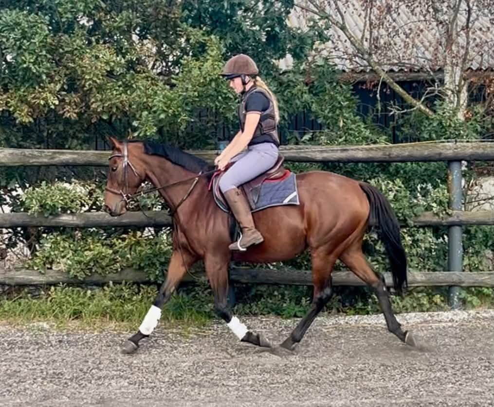 "Candy" Bay Mare Ex Racehorse