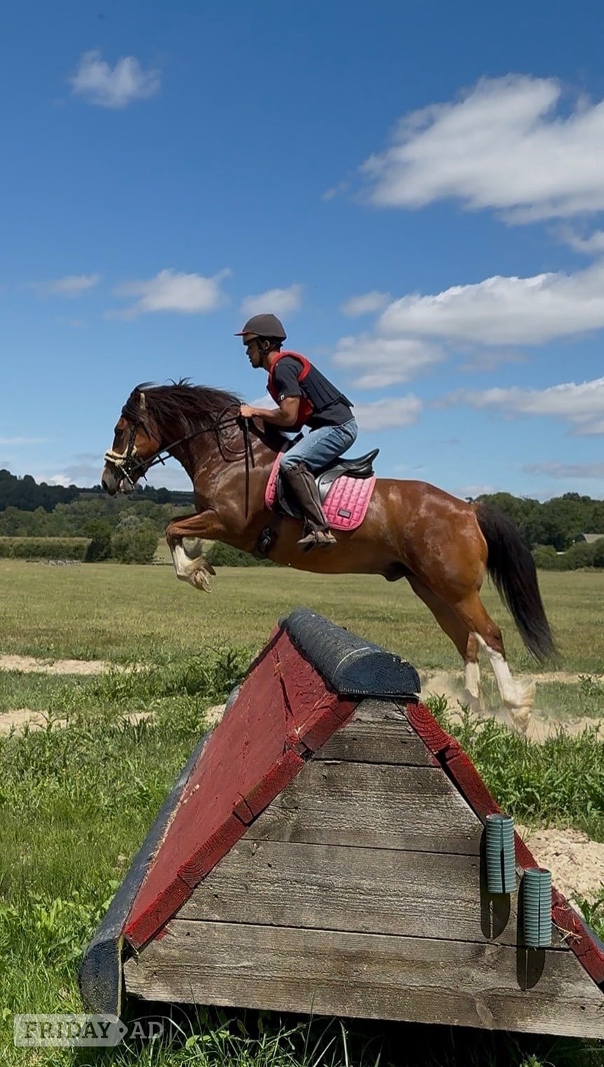 Maidstone "Babylon Generous" Bay Gelding All Rounder