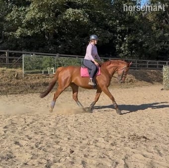 "Harvey" Chestnut Gelding All Rounder