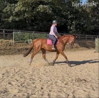 "Harvey" Chestnut Gelding All Rounder