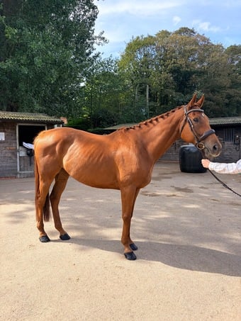 "Harvey" Chestnut Gelding All Rounder