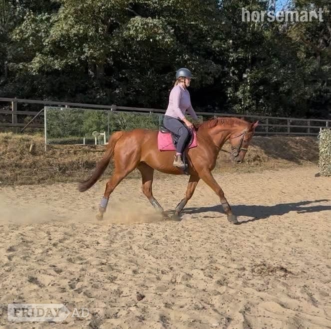 "Harvey" Chestnut Gelding All Rounder in Beccles