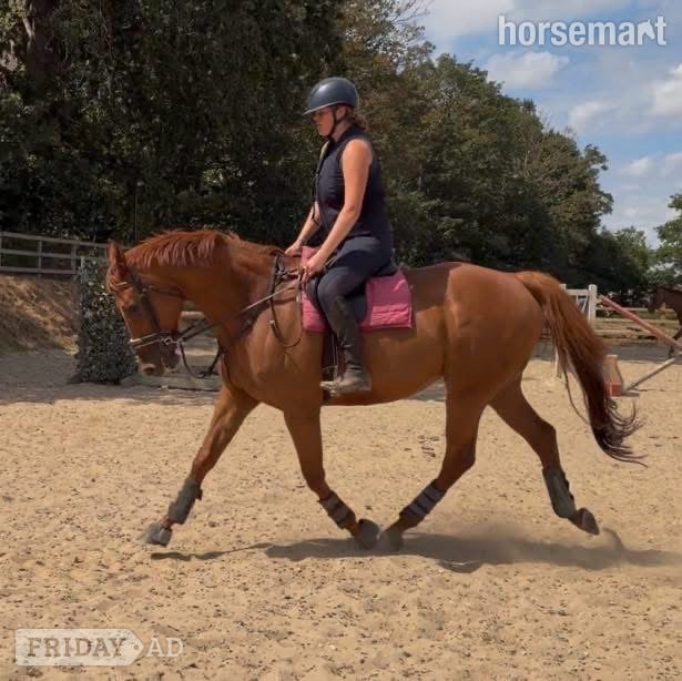 "Harvey" Chestnut Gelding All Rounder