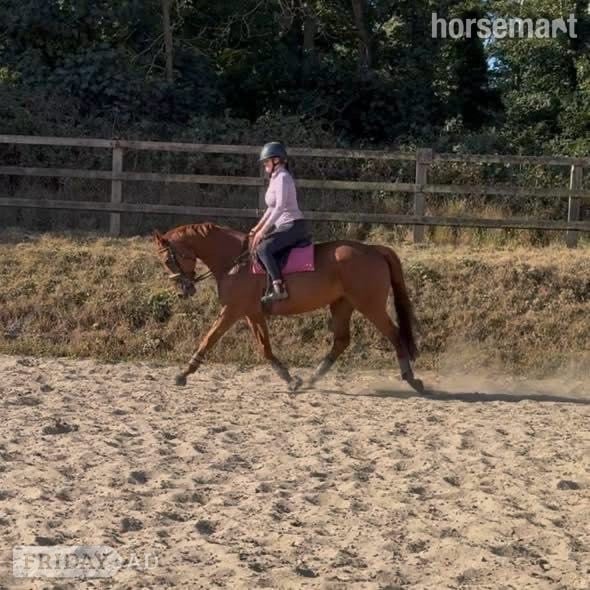 Beccles "Harvey" Chestnut Gelding All Rounder