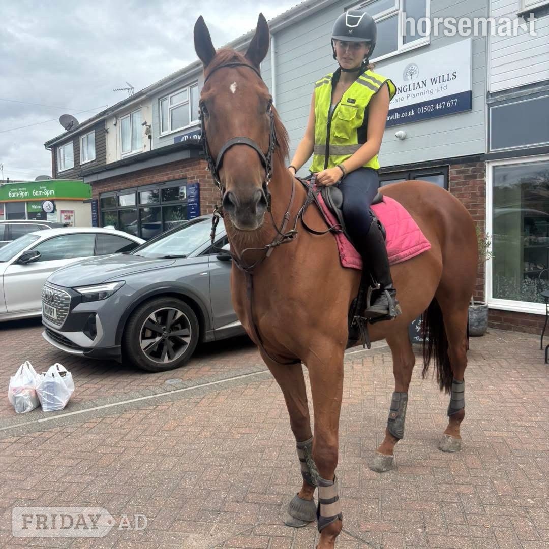 "Harvey" Chestnut Gelding All Rounder - Horses in Beccles