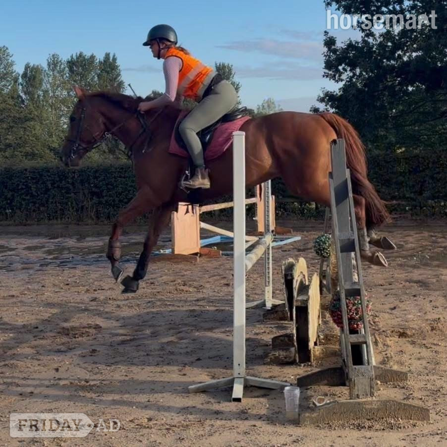 "Harvey" Chestnut Gelding All Rounder - Horses
