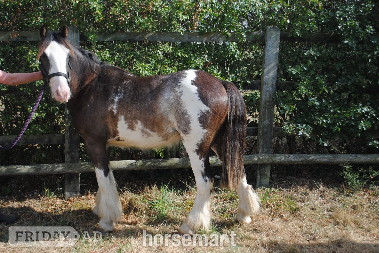 "Benji" Skewbald Gelding Youngstock / Foal in Billericay