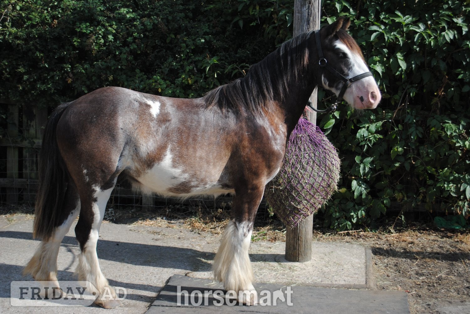 "Benji" Skewbald Gelding Youngstock / Foal