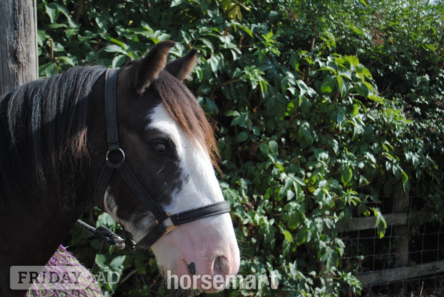 Billericay "Benji" Skewbald Gelding Youngstock / Foal