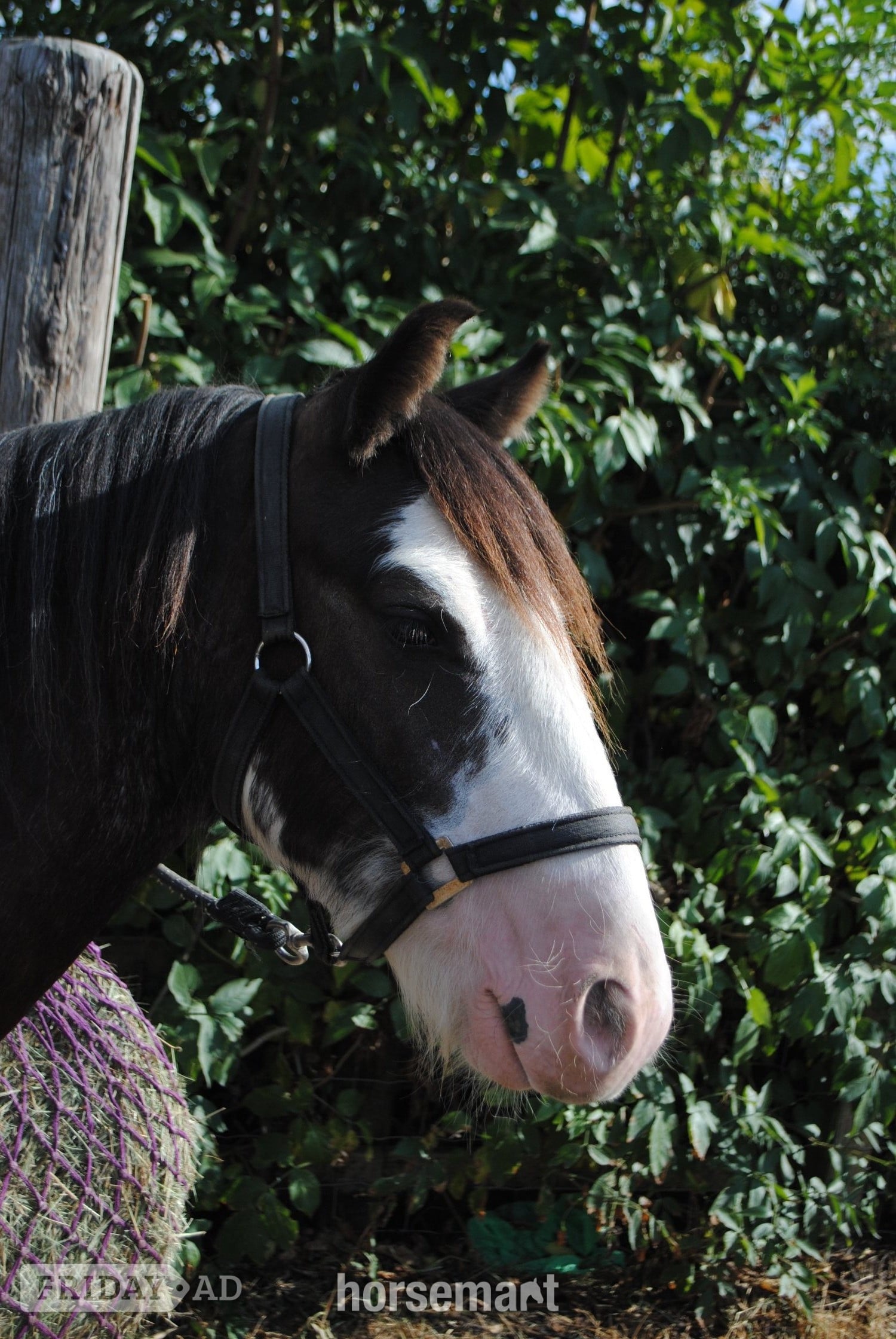 "Benji" Skewbald Gelding Youngstock / Foal - Horses in Billericay