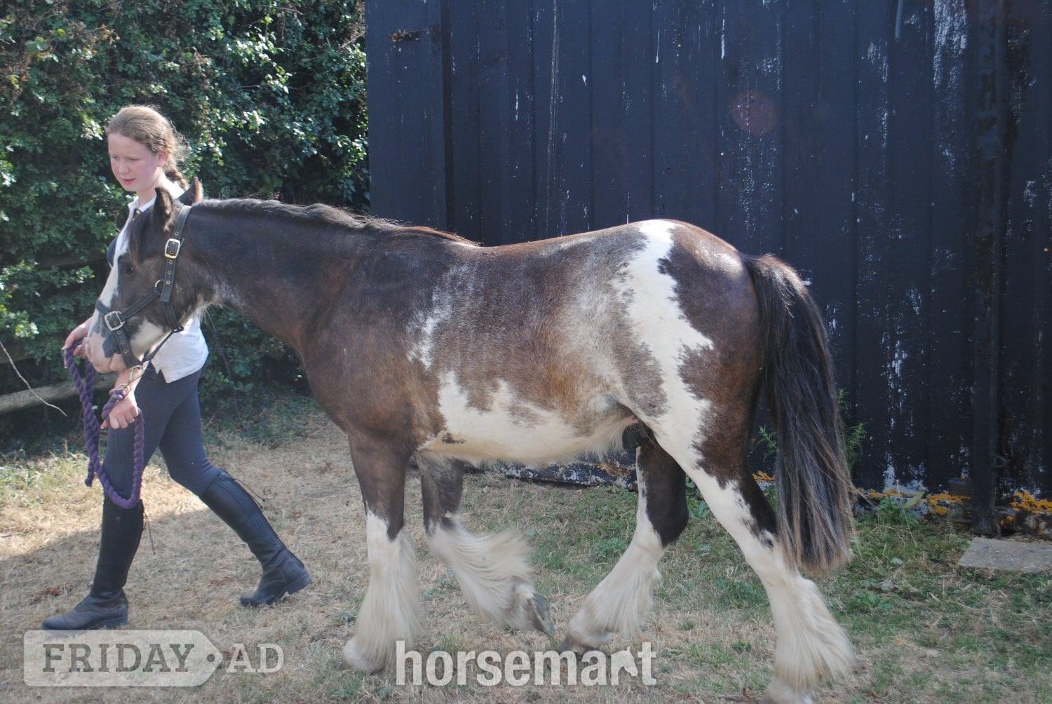 "Benji" Skewbald Gelding Youngstock / Foal - Horses