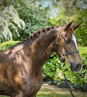 "Teddy"  Gelding Dressage Horse