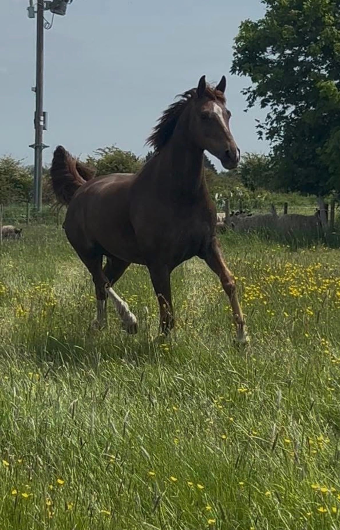 "Teddy"  Gelding Dressage Horse
