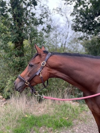 "Midge" Bay Mare Ex Racehorse
