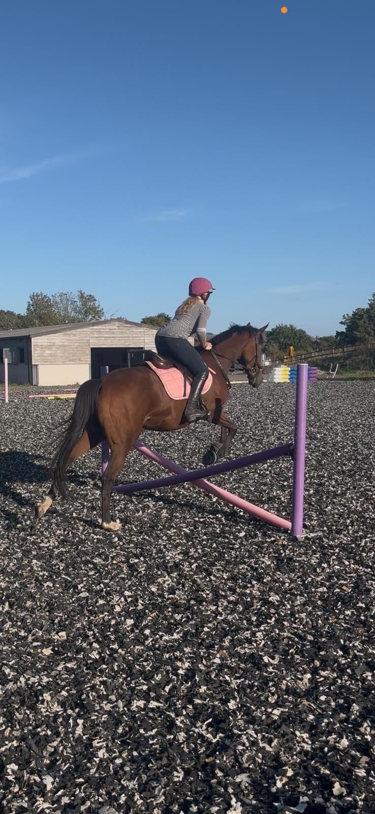 "Midge" Bay Mare Ex Racehorse