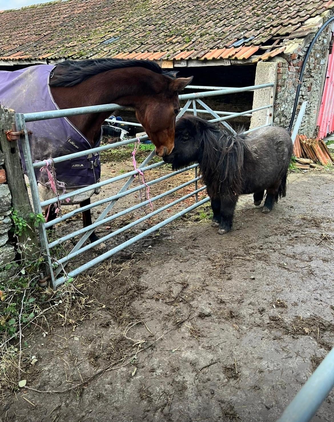 Beaminster "Midge" Bay Mare Ex Racehorse