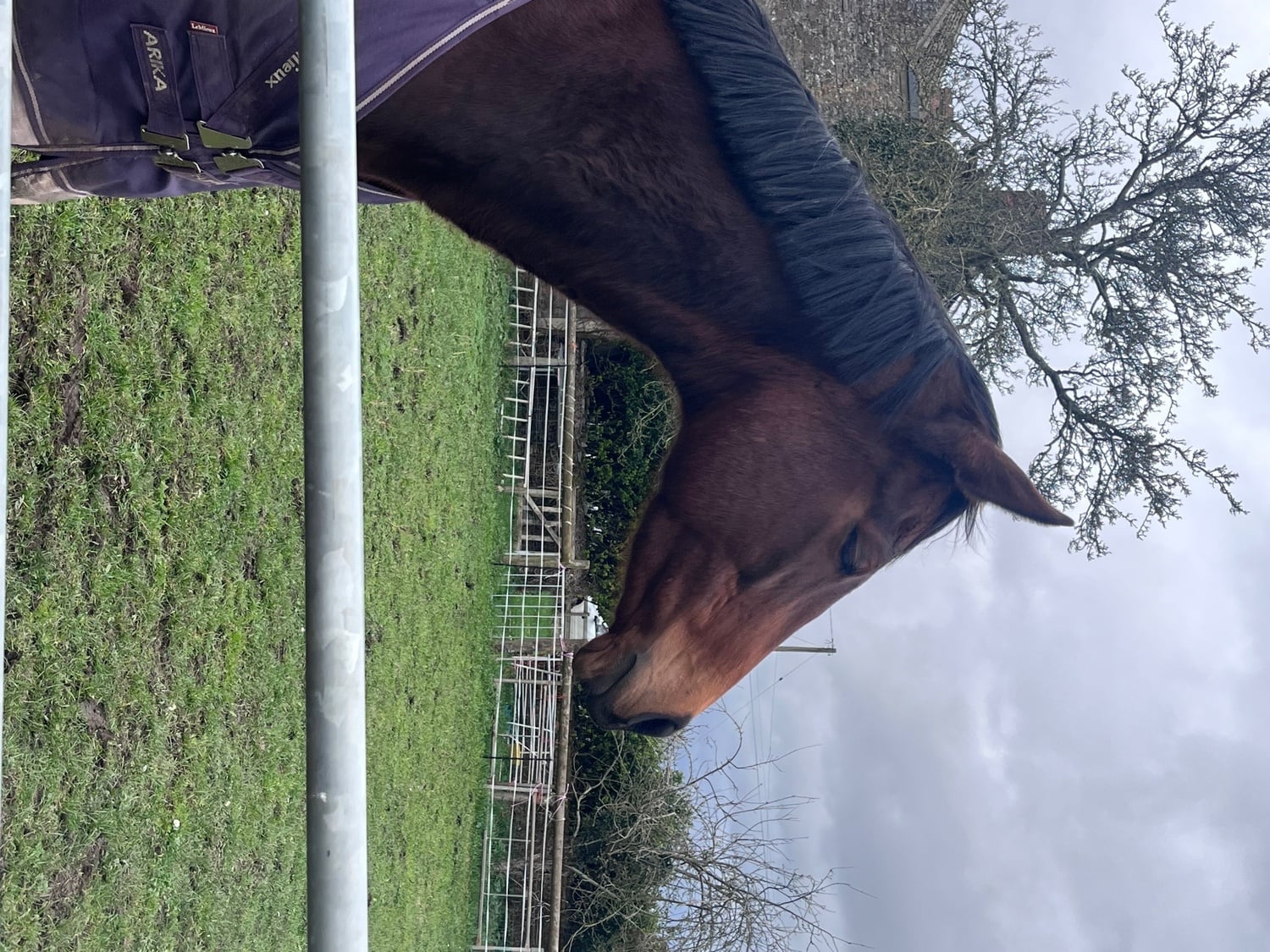 "Midge" Bay Mare Ex Racehorse - Horses in Beaminster