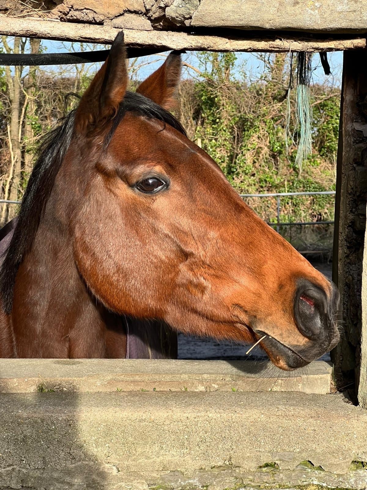 "Midge" Bay Mare Ex Racehorse - Horses