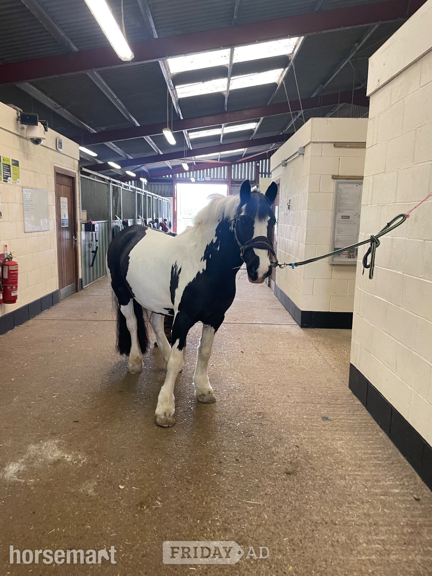 "Puzzle" Piebald Mare All Rounder - Horses