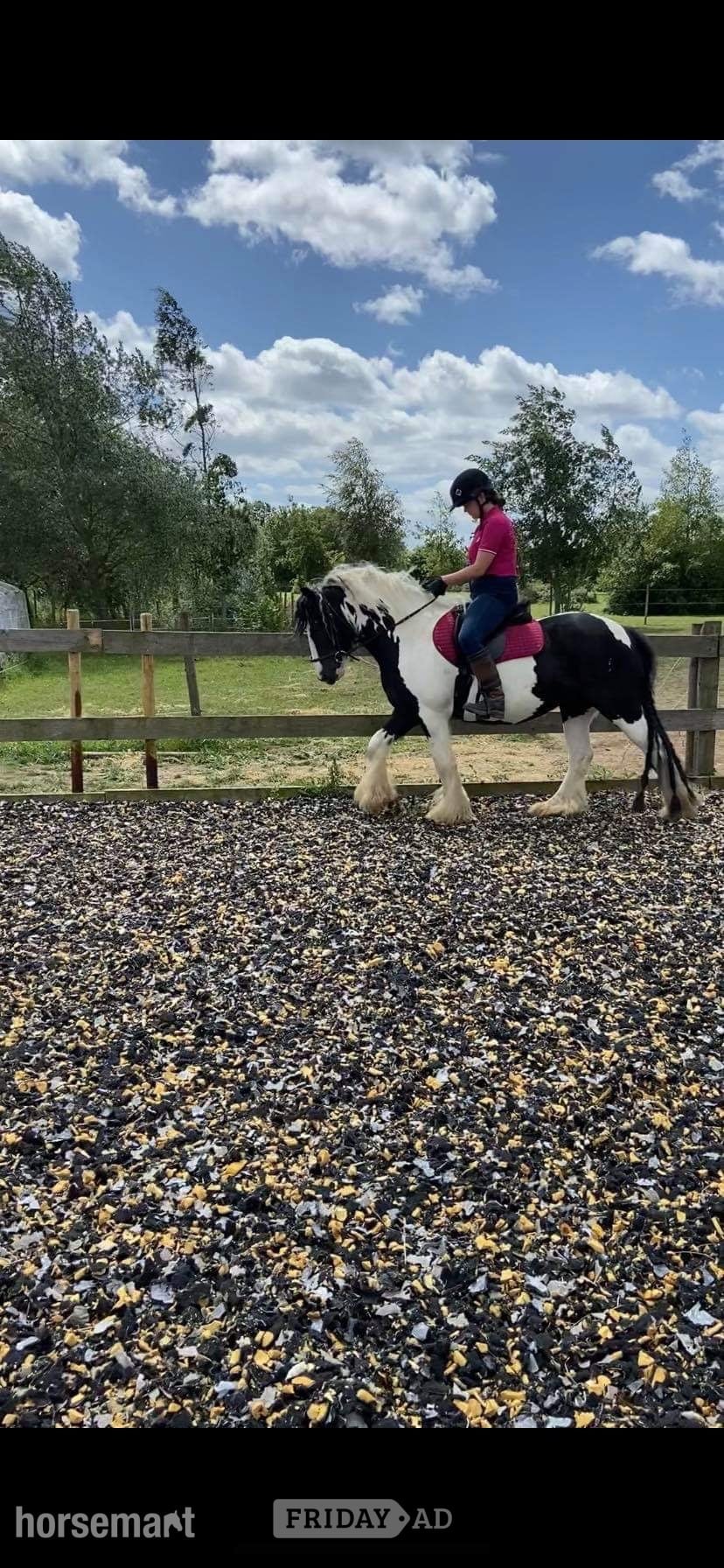 "Puzzle" Piebald Mare All Rounder in Charsfield