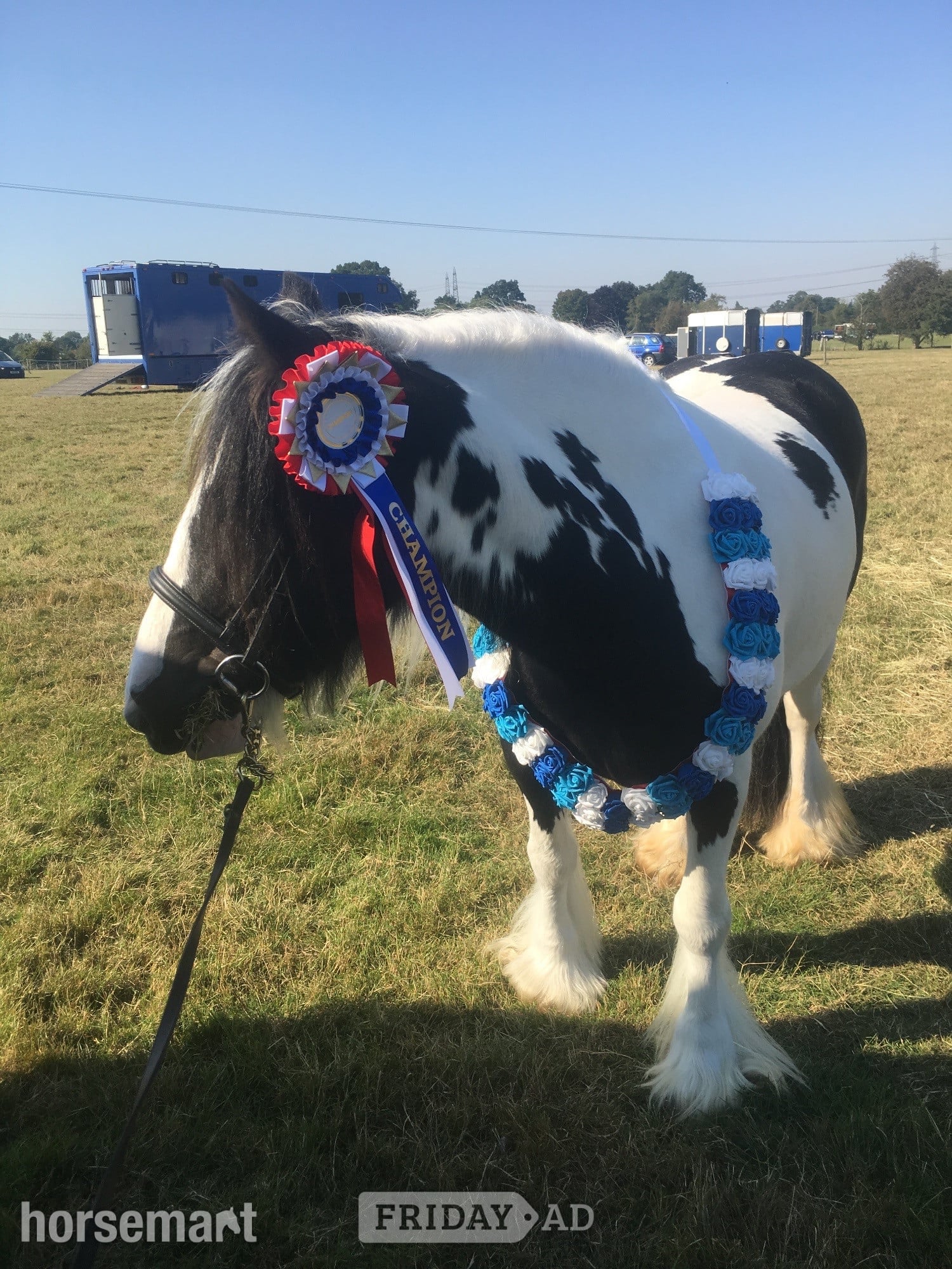 "Puzzle" Piebald Mare All Rounder