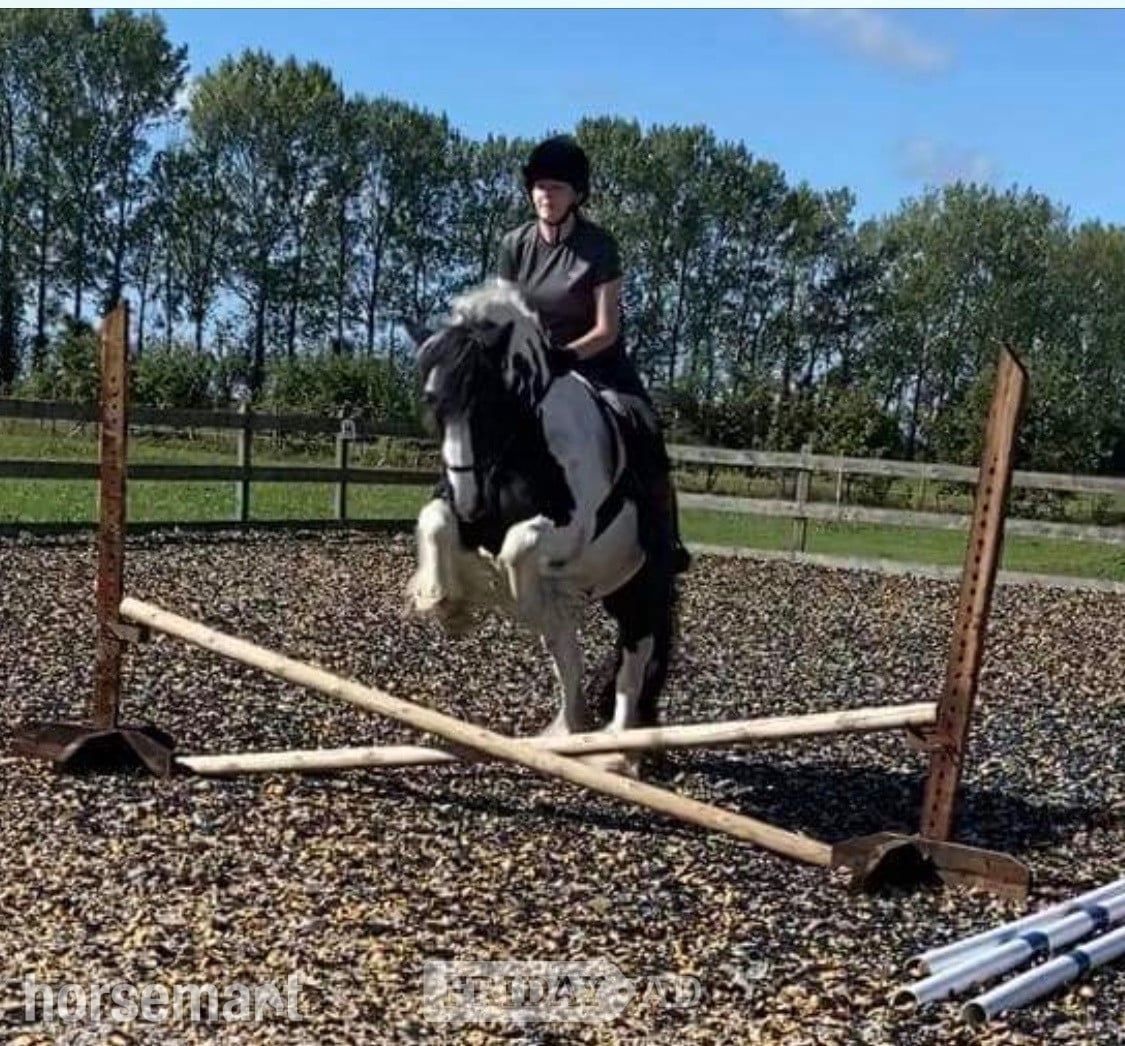 Charsfield "Puzzle" Piebald Mare All Rounder
