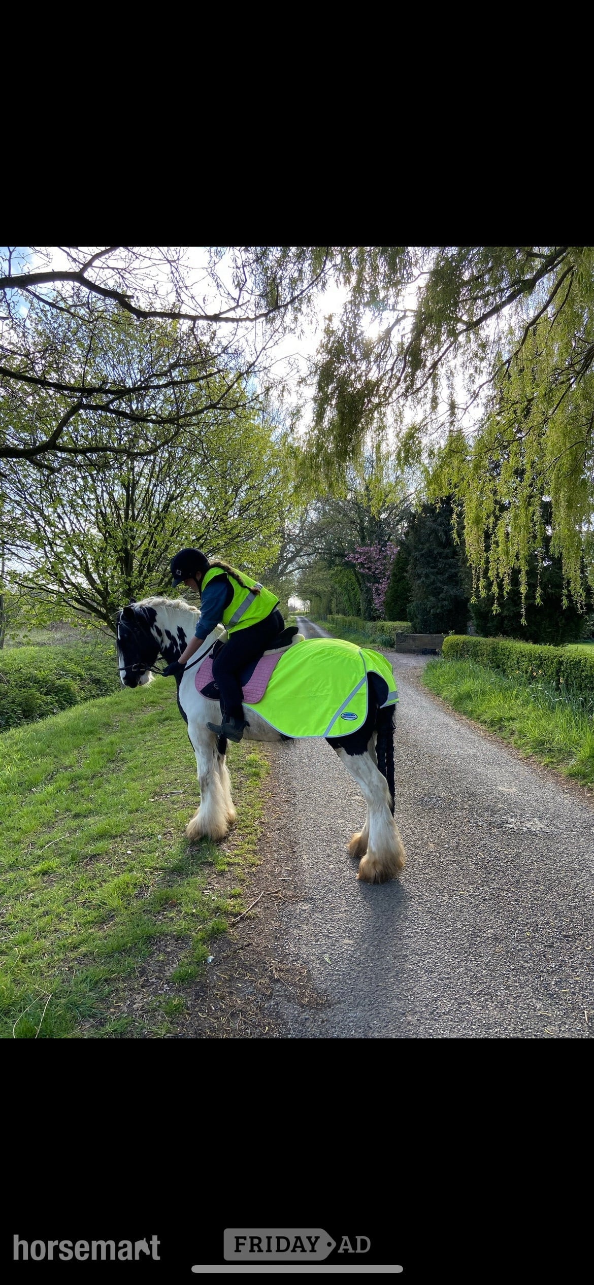 "Puzzle" Piebald Mare All Rounder - Horses in Charsfield