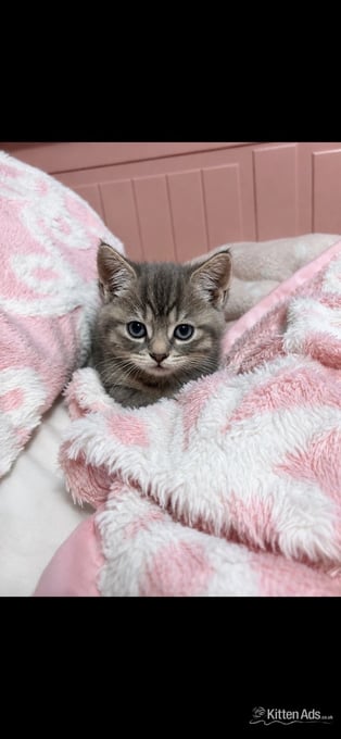 Persian babies ready - only 1 left 