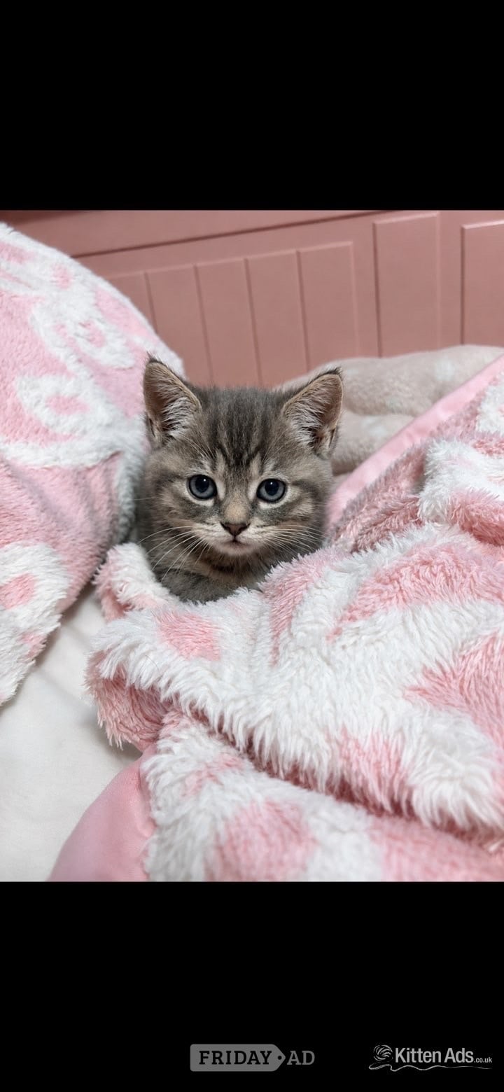 Persian babies ready - only 1 left  in Gatwick