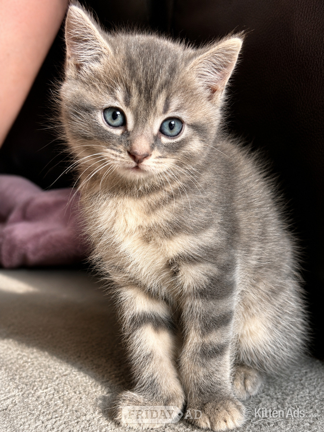 Persian babies ready - only 1 left 