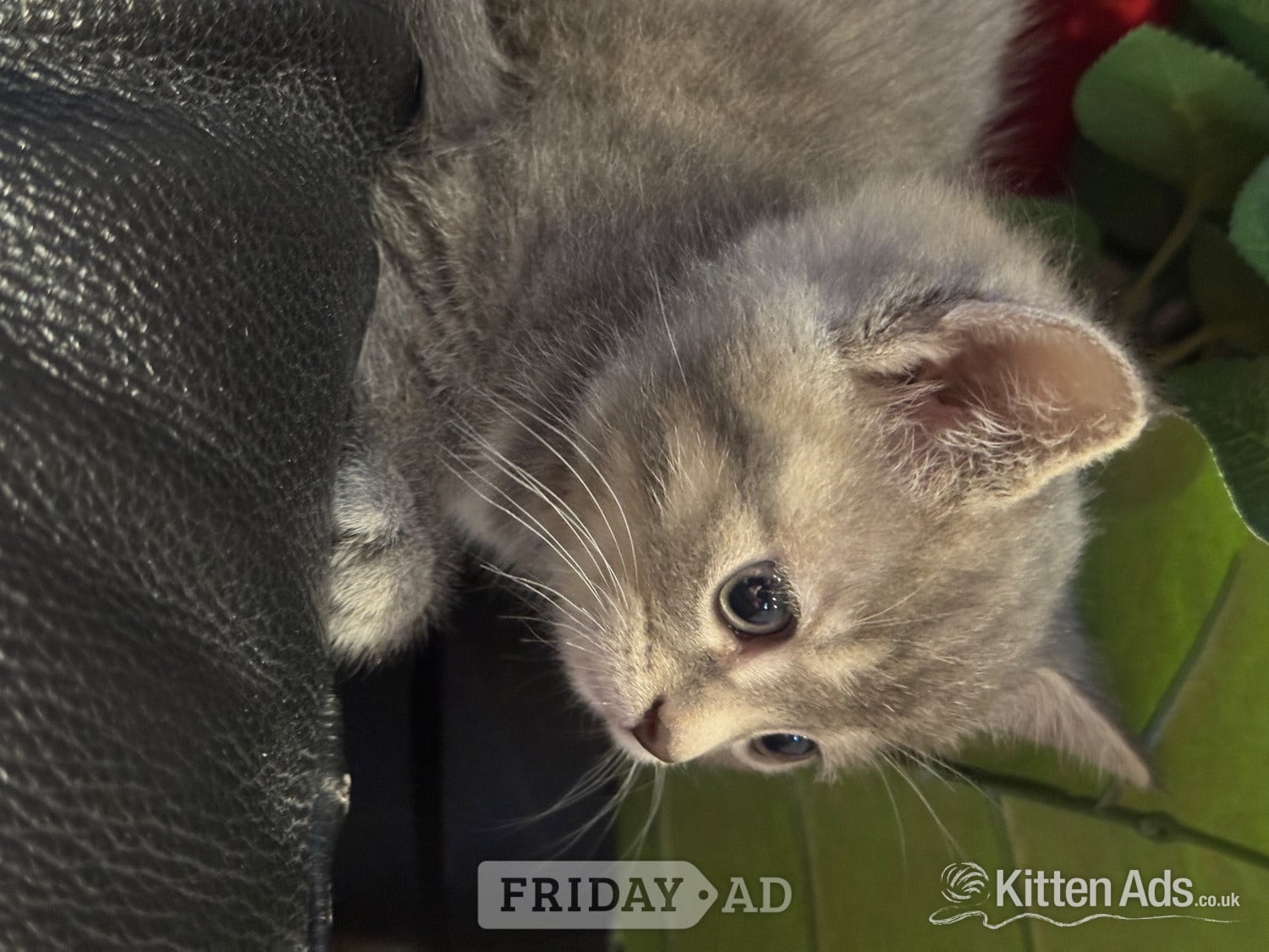 Persian babies ready - only 1 left  - Cats & Kittens