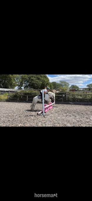 "Bluebell" Dapple Grey Gelding Lead Rein/First Ridden Pony