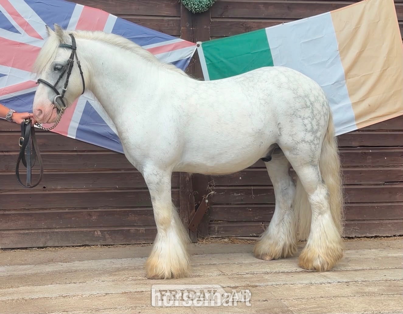 "Bluebell" Dapple Grey Gelding Lead Rein/First Ridden Pony