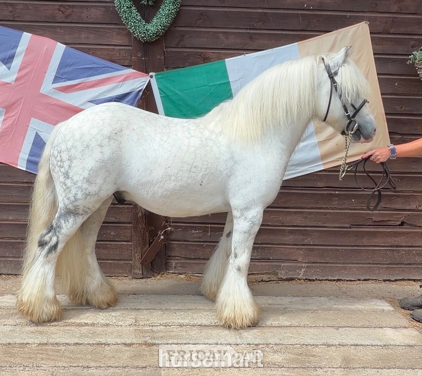 Haywards Heath "Bluebell" Dapple Grey Gelding Lead Rein/First Ridden Pony