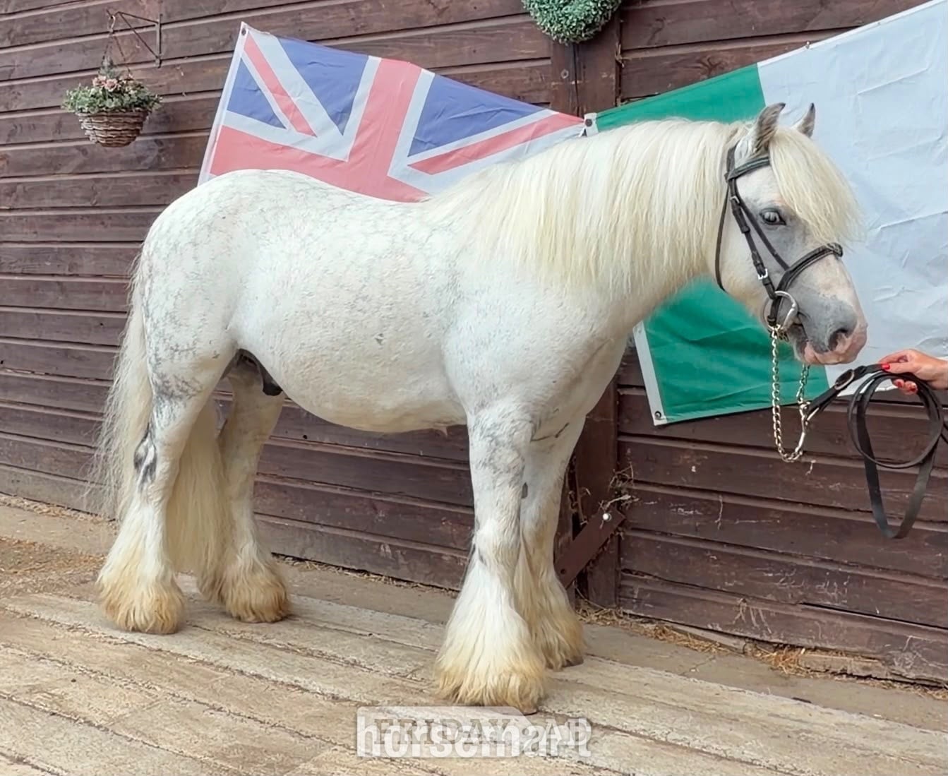 "Bluebell" Dapple Grey Gelding Lead Rein/First Ridden Pony - Horses in Haywards Heath