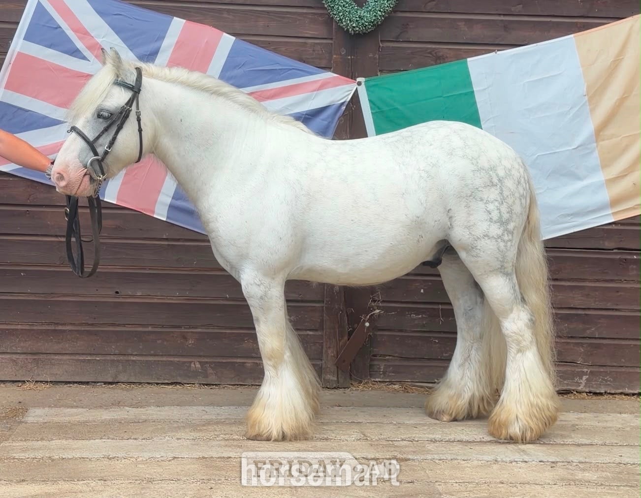 "Bluebell" Dapple Grey Gelding Lead Rein/First Ridden Pony - Horses