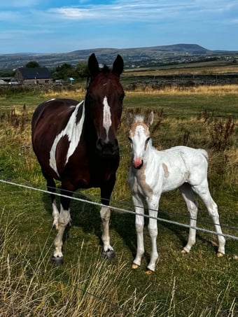 "Dotty  (stable name)" Buckskin Filly Youngstock / Foal