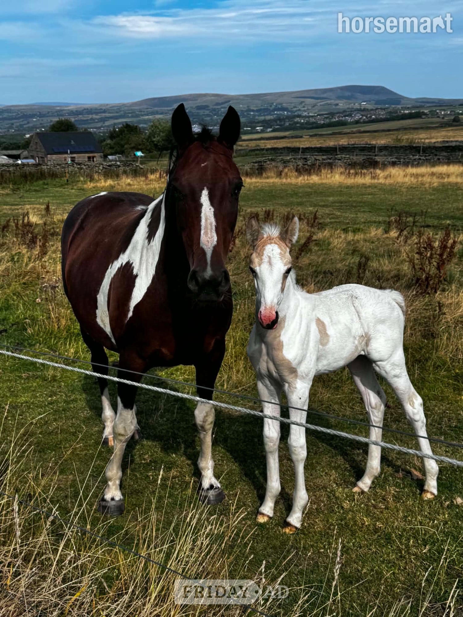 "Dotty  (stable name)" Buckskin Filly Youngstock / Foal in Burnley