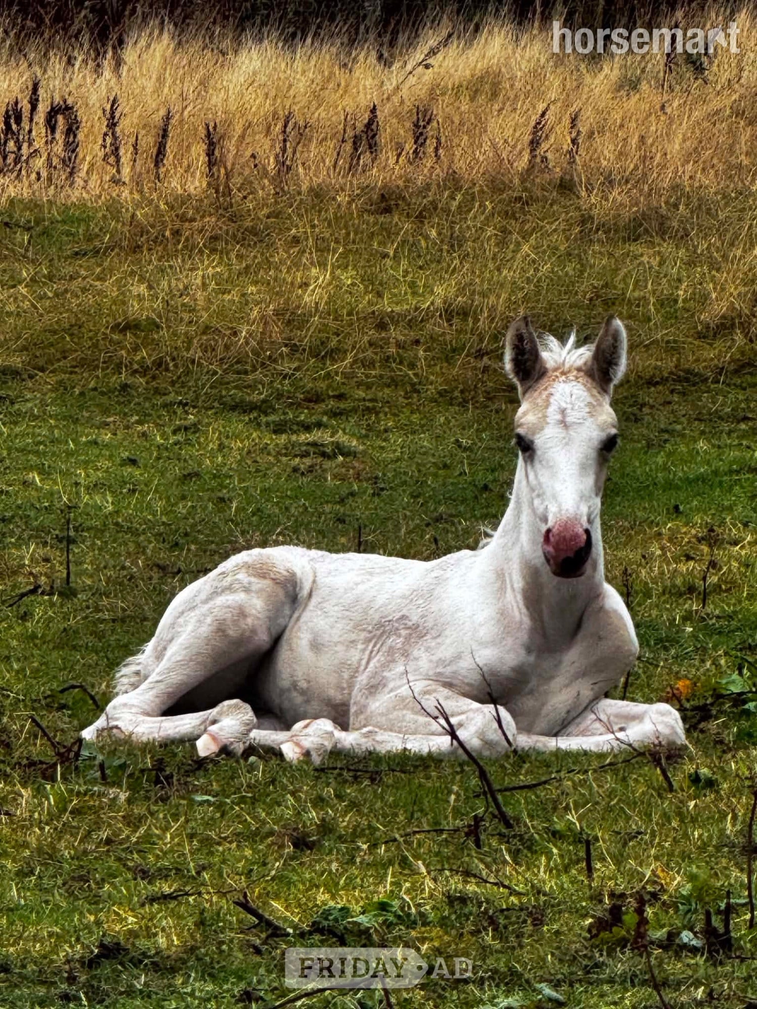 "Dotty  (stable name)" Buckskin Filly Youngstock / Foal