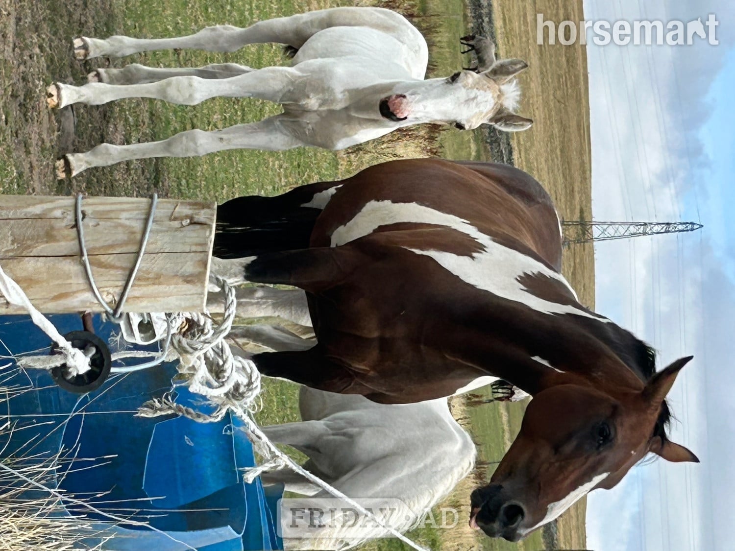 Burnley "Dotty  (stable name)" Buckskin Filly Youngstock / Foal